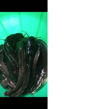 Poissons silures 