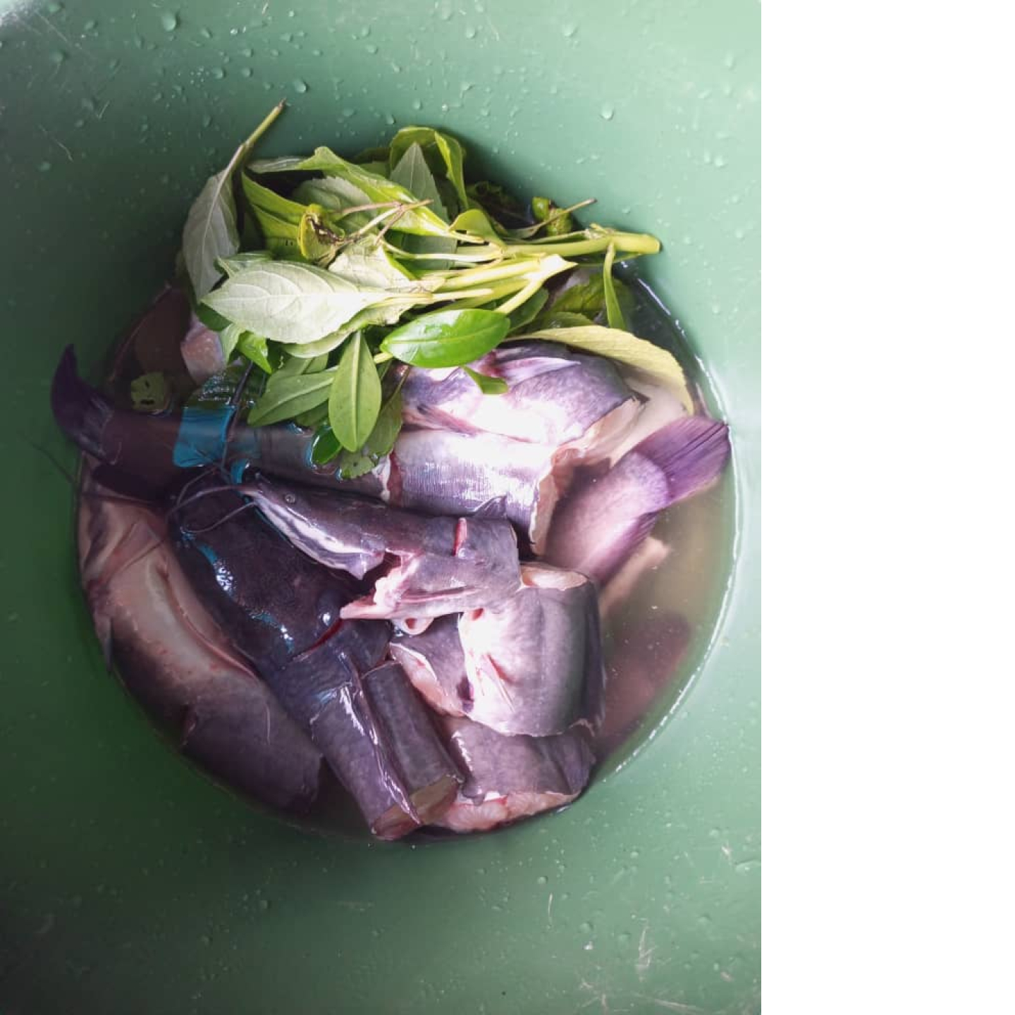 Poissons silures 